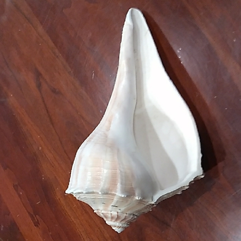 Large White Seashell Decor - Picture 6 of 9